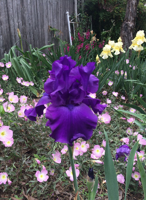 Titan's Glory (Schreiner, 1981)