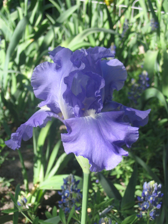 Thumbnail: Victoria Falls (Schreiner 1997)