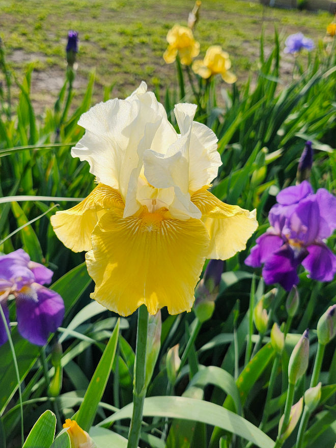 Play To Win (Hager/by Cooley's Gardens, 2002)