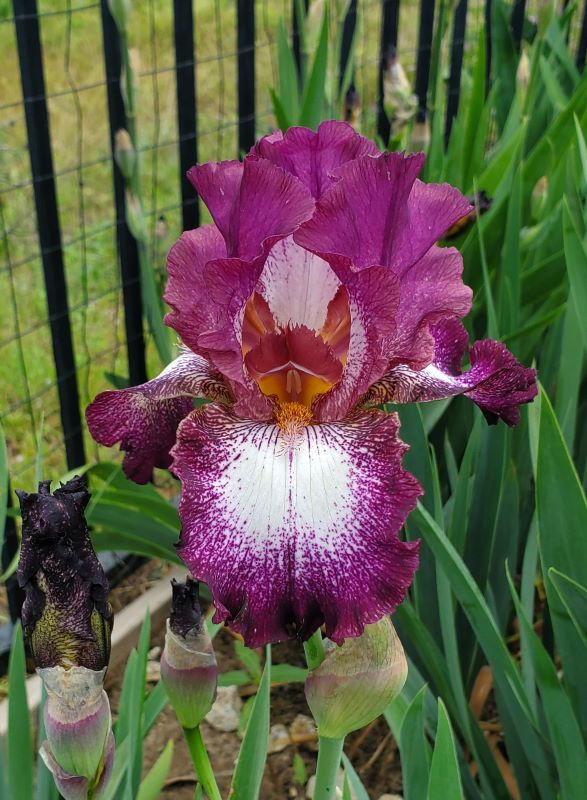 Tennison Ridge (J. Begley by J. McWhirter, 1988)