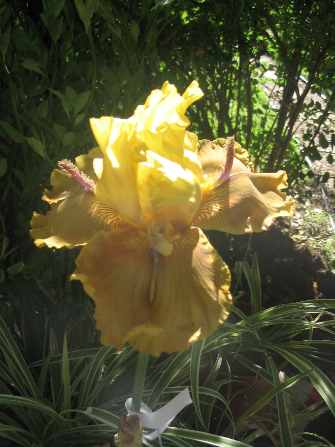 Poppa John (Burseen, 1999)