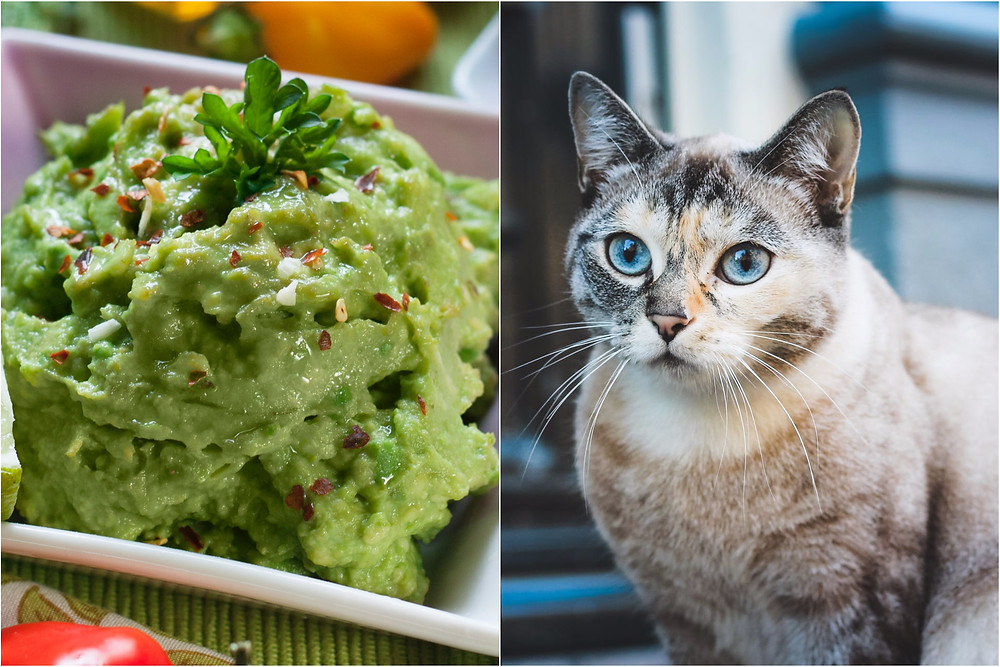 Een Google algortime was 100% zeker dat een foto van een kat guacamole was