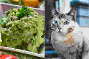 Een Google algortime was 100% zeker dat een foto van een kat guacamole was