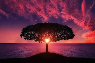 treeoflife_edited.jpg