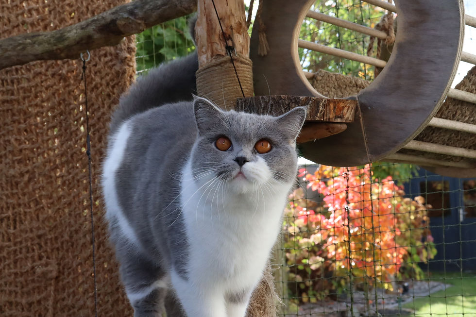 Gina von der Traumwiese