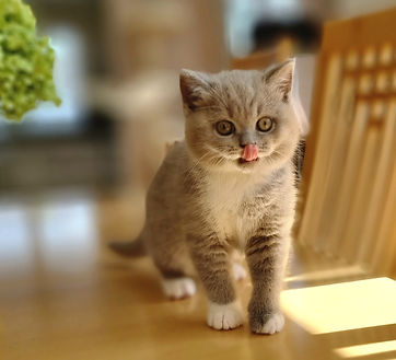 Cattery Traumwiese