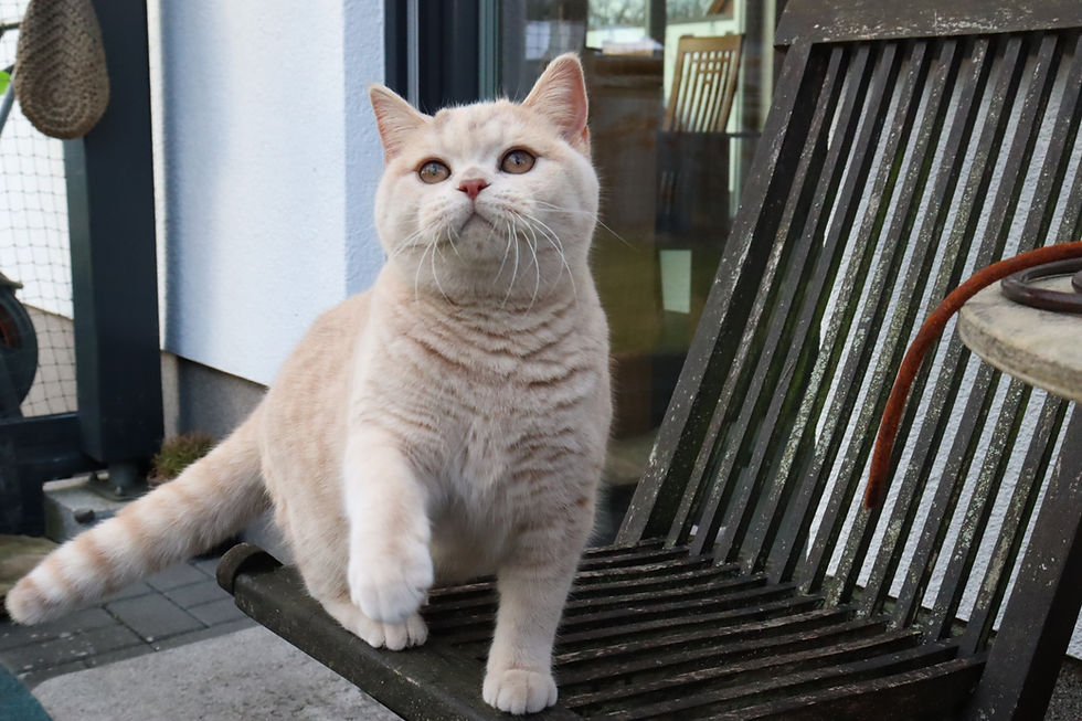 Juma von der Traumwiese