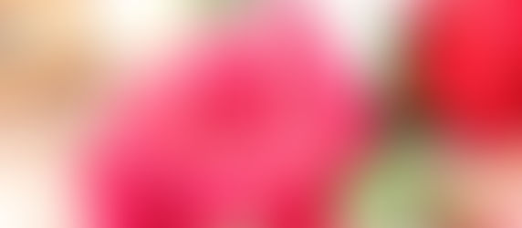 薔薇の季節になりましたよ!