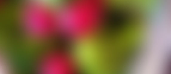 アリスに教えていただいたこと