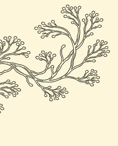 Mycelium Drawing