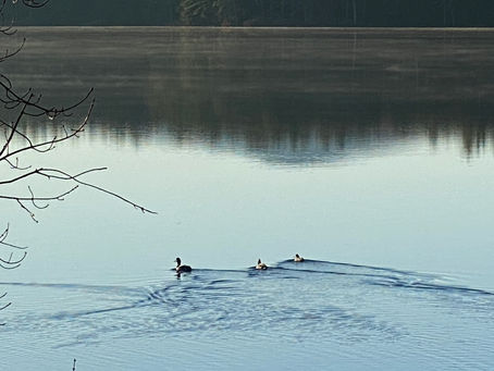 Advent 2 - ”prepare the way for our salvation”