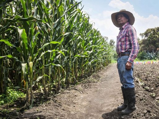 Sheinbaum: avanza diálogo con productores de maíz, donde haya intereses legítimos