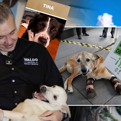 Impulsa Waldo Fernández protección para los animales