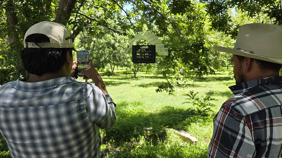 Aldama y Cuauhtémoc instalarán cámaras de dispersión de mosca estéril para frenar gusano barrenador
