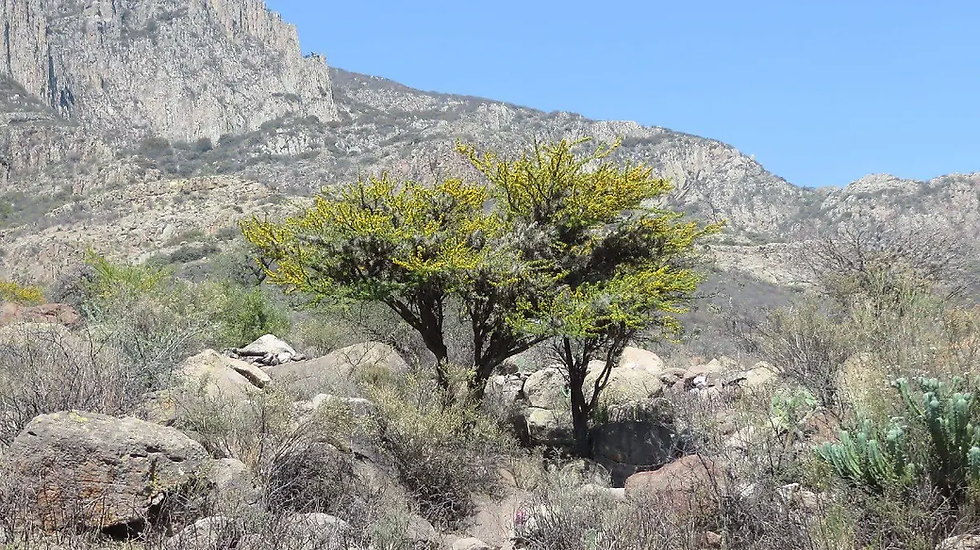 Tren Querétaro-San Luis Potosí intervendrá 96 hectáreas del Área Natural Protegida del Parque Gogorrón
