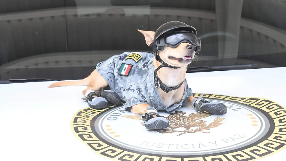 ¡Comando Chihuahua está de regreso! El lomito de la Guardia Nacional vuelve al estado tras desfilar en CDMX