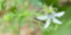 nigelle.JPG