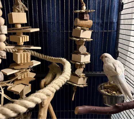 Indian Ringneck looking at two new sola, balsa and pine wood toys from The Joyful Beak.