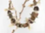 All-natural parrot toy for shredding and chewing. Natural balsa, sola, and cork bird cage garland toy for small birds.