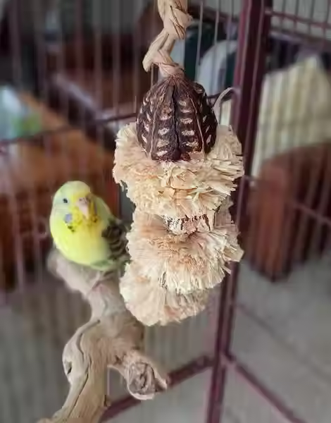 Yellow parakeet next to his all-natural preening and shredding toy from The Joyful Beak.