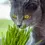 Thumbnail: Wheatgrass / Pet Grass 5x5 Container