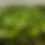 Thumbnail: Sunflower Shoots
