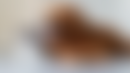 Even condos that allow pets won’t tolerate nuisance animals