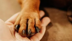 Duty to accommodate predicated on disability