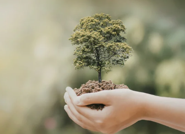 Hands gently hold a small tree with soil, against a blurred green background, conveying a theme of growth and care.