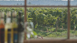 Blurred wine bottles indoors frame a sunny vineyard outside a window, with green rows stretching to distant hills.