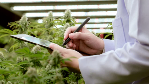Privacy compliance for private sector cannabis retailers part 2