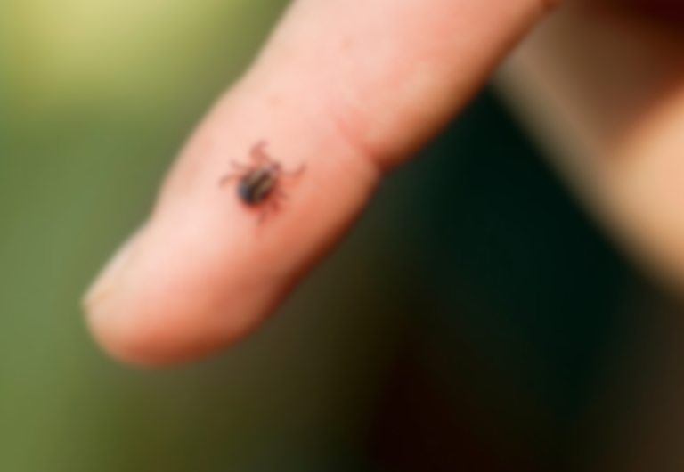 A brown tick on a finger against a blurred green background, highlighting the tick's small size and dark markings.