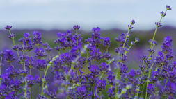 Purple lavender flowers in a field under a blue sky. The vibrant blooms stand tall, creating a serene and fragrant scene.