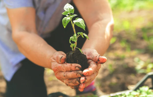 Hands holding a small plant with soil, set against a blurred garden background. Bright green leaves convey growth and care.