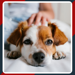 Keeping My Dog in an Apartment: Creating responsible and dog friendly condos