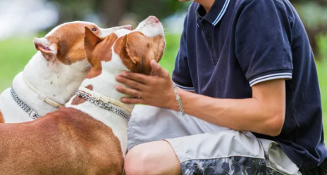 Condo boards struggle to deal with delinquent pet owners