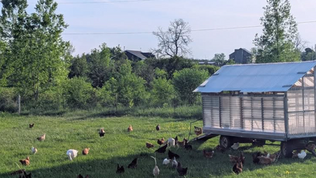 Chickens graze around a mobile coop in a sunny green pasture, with trees and a pale blue sky in the background.