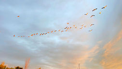 A Guide to Birdwatching in Prince Edward County