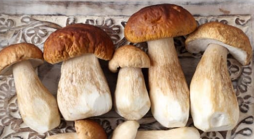 Fresh porcini mushrooms with light brown caps on a decorative textured surface, displaying a natural and earthy appearance.