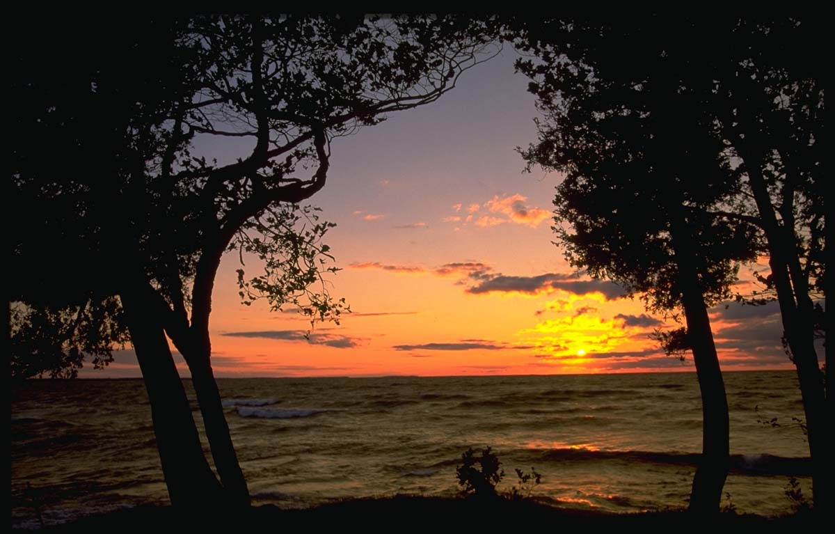 Silhouetted trees frame a glowing orange sunset over a calm ocean.