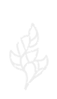lilac logo