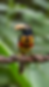 Aracari Corcovado