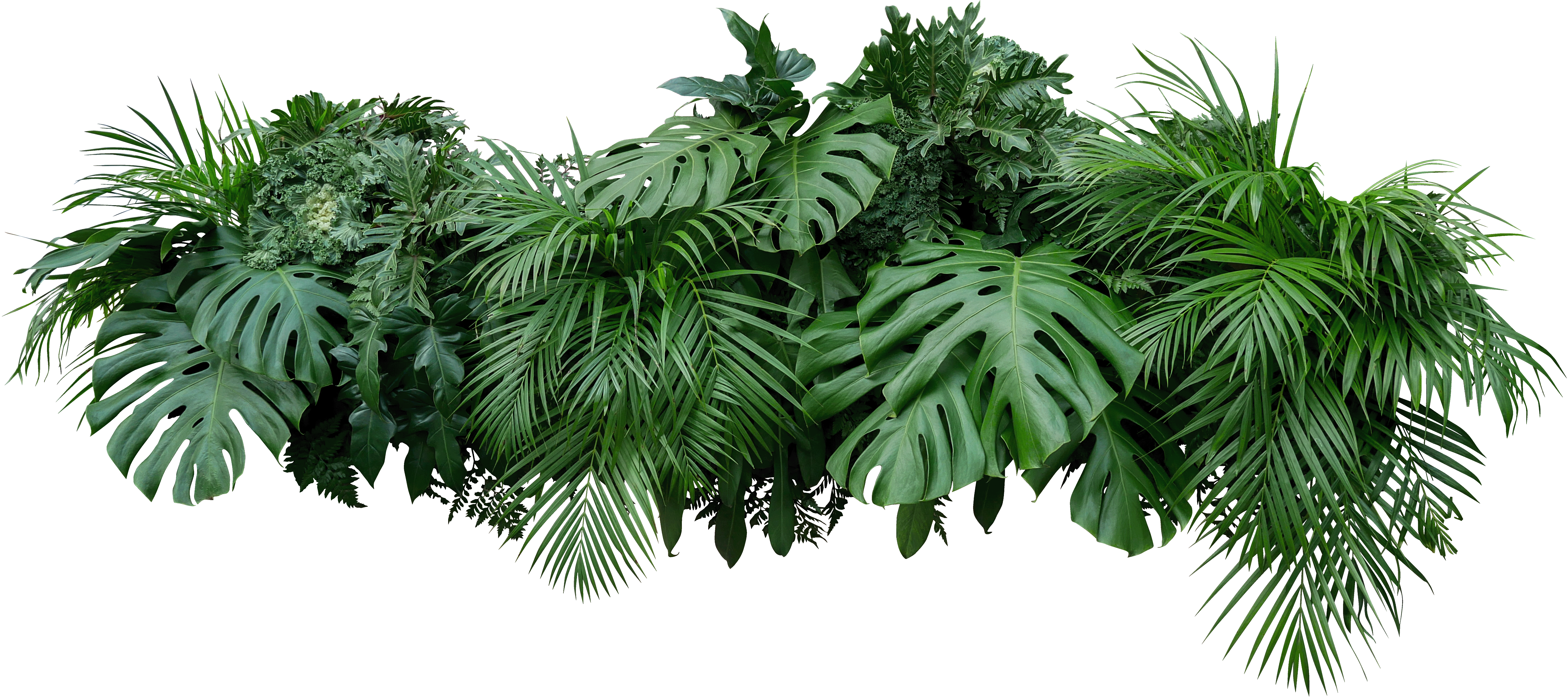 leaves arrangement