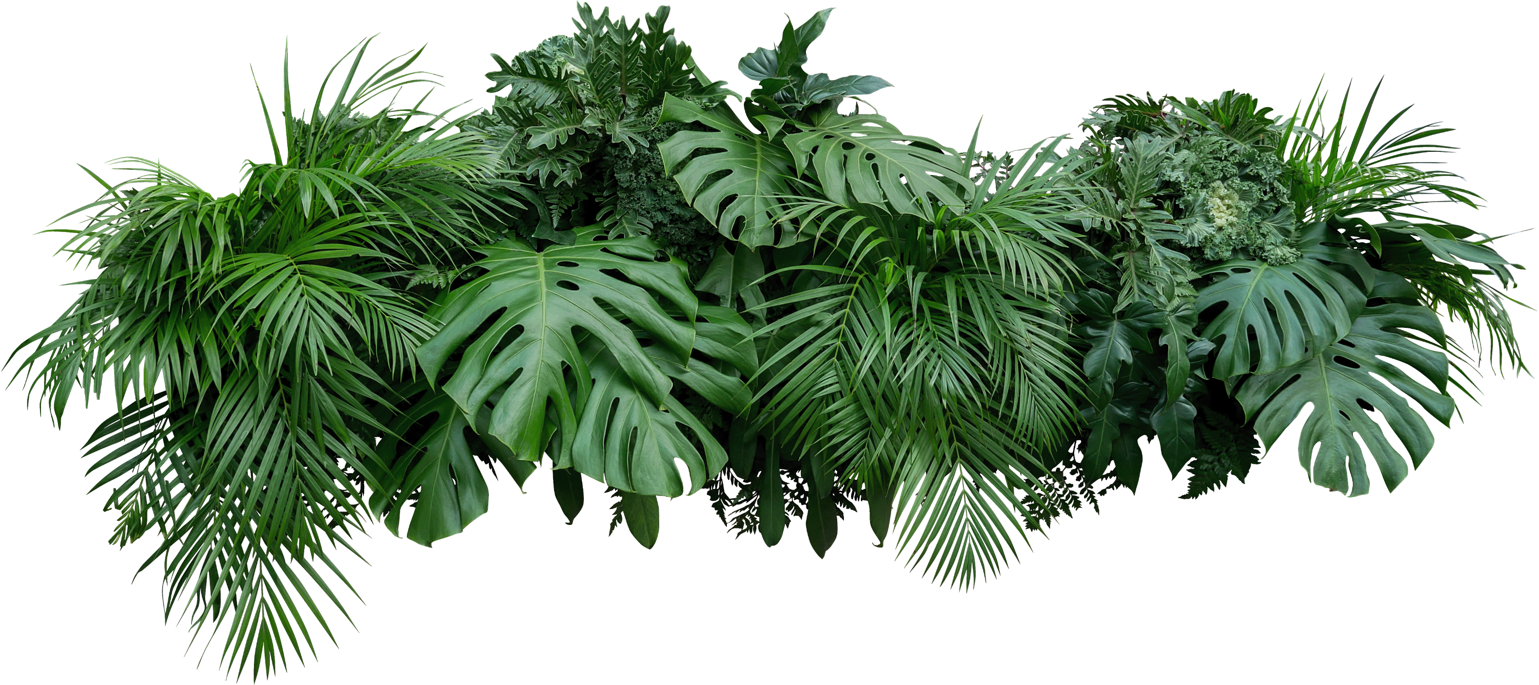 leaves arrangement