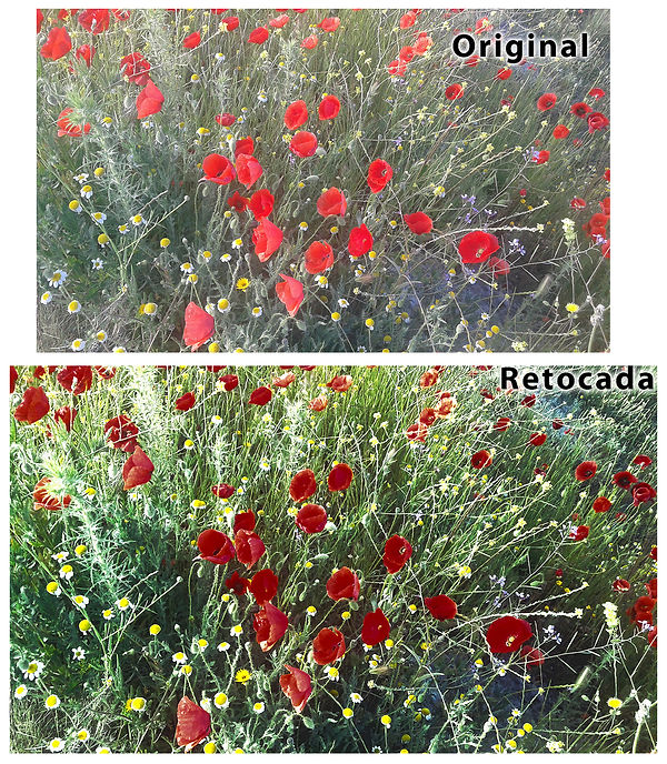 Amapolas.jpg