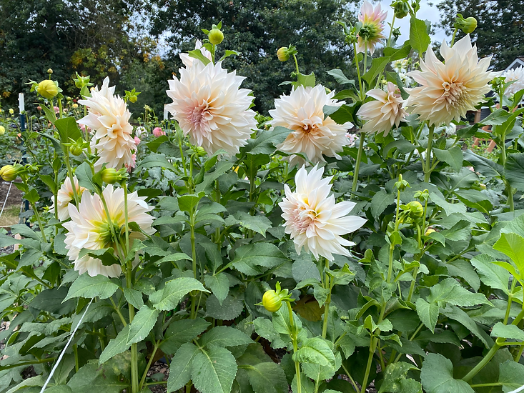 Cafe Au Lait Dahlias