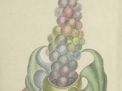 Richard Perry Bedford, Grapes