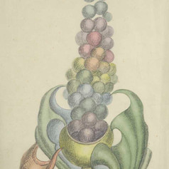 Richard Perry Bedford, Grapes