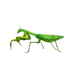 Praying Mantis Character