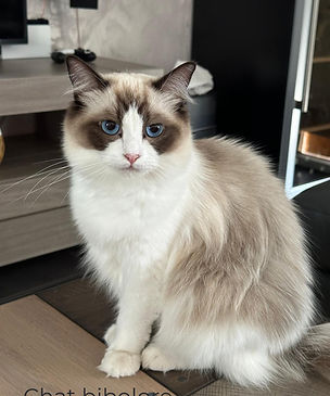 Femelle Ragdoll reprodebout assise bicolore